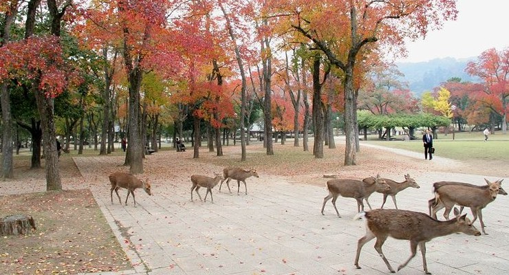 Rusa Taman Nara