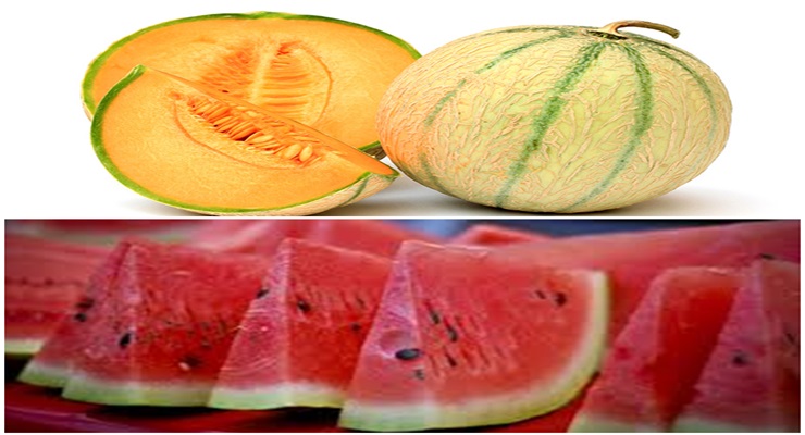 melon dan semangka
