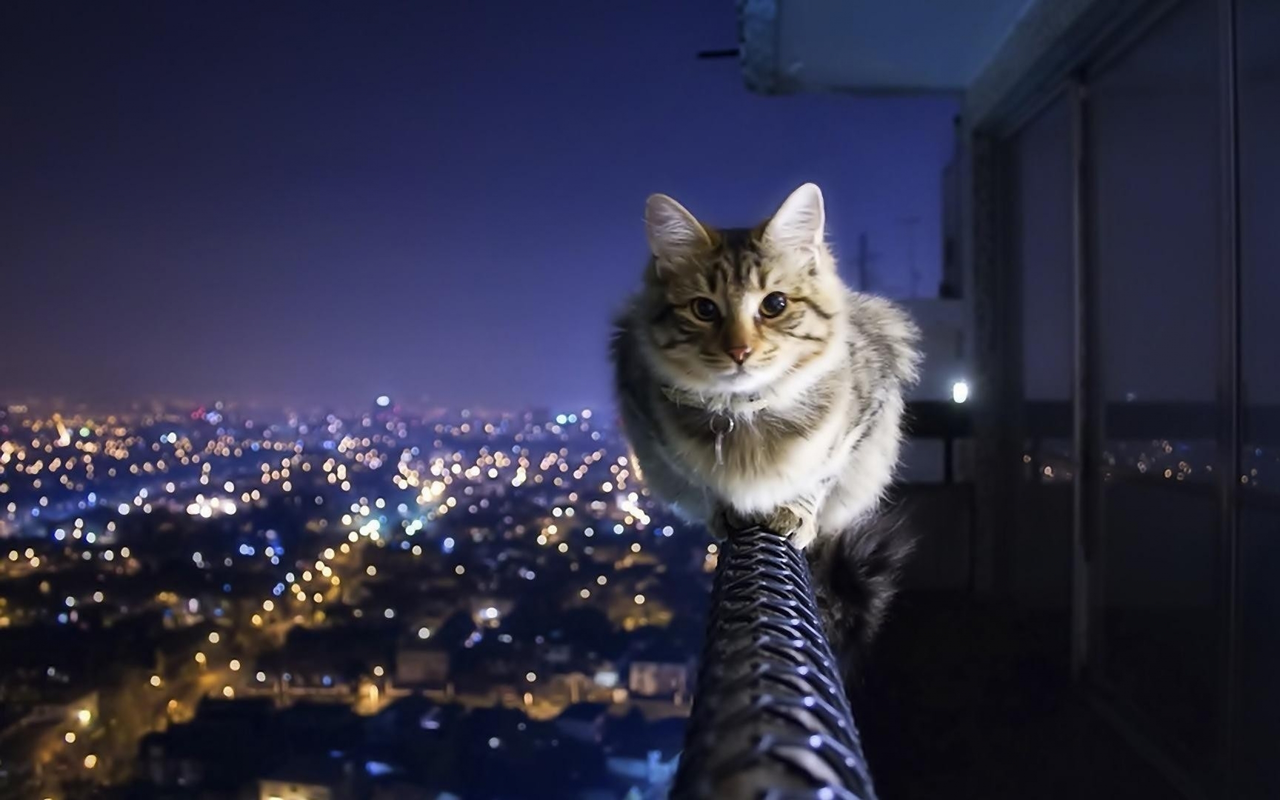 Night_cats_animals_city_lights_railing_1920x1080_wallpaper 